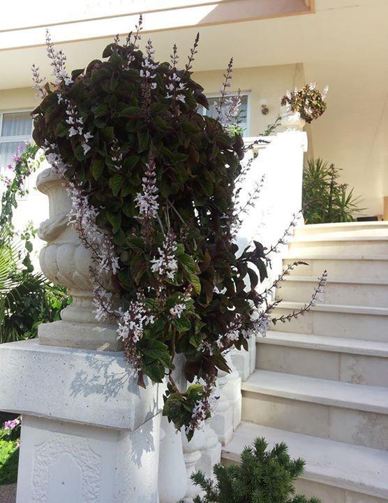 Punto Verde Νότσι Εξωτερικό φωτογραφία